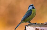 Muriel - Mésange bleue